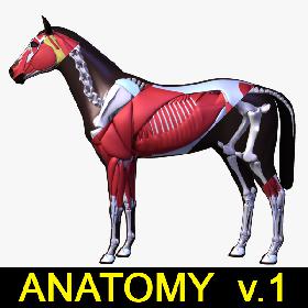 Horse Anatomy v.1